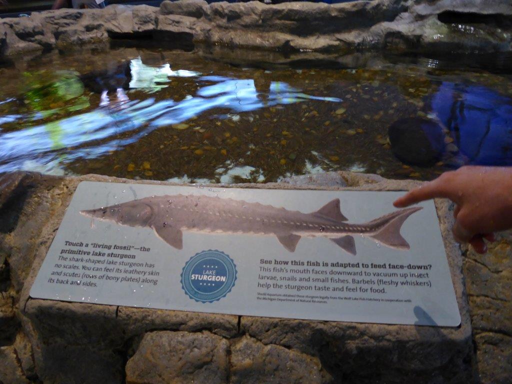 You can touch the sturgeon in the touch pools in the lake area.