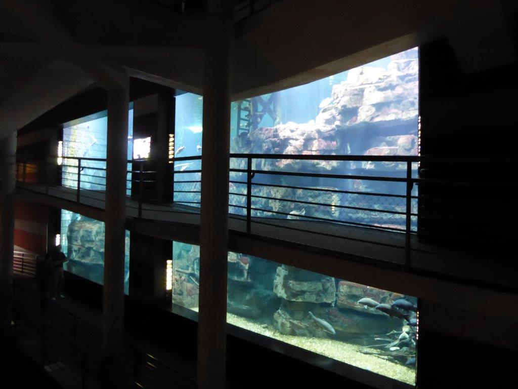 The local dam lake exhibit is one of the largest freshwater tanks in the world