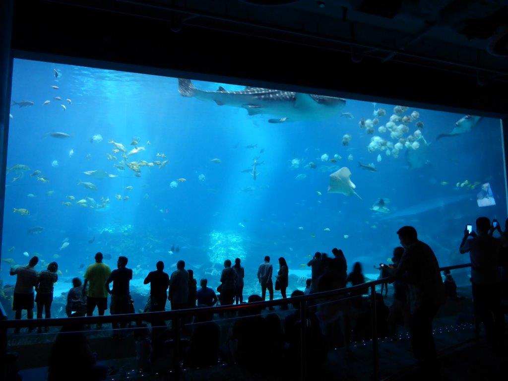 ジンベエザメも泳ぐ全米最大の巨大水槽