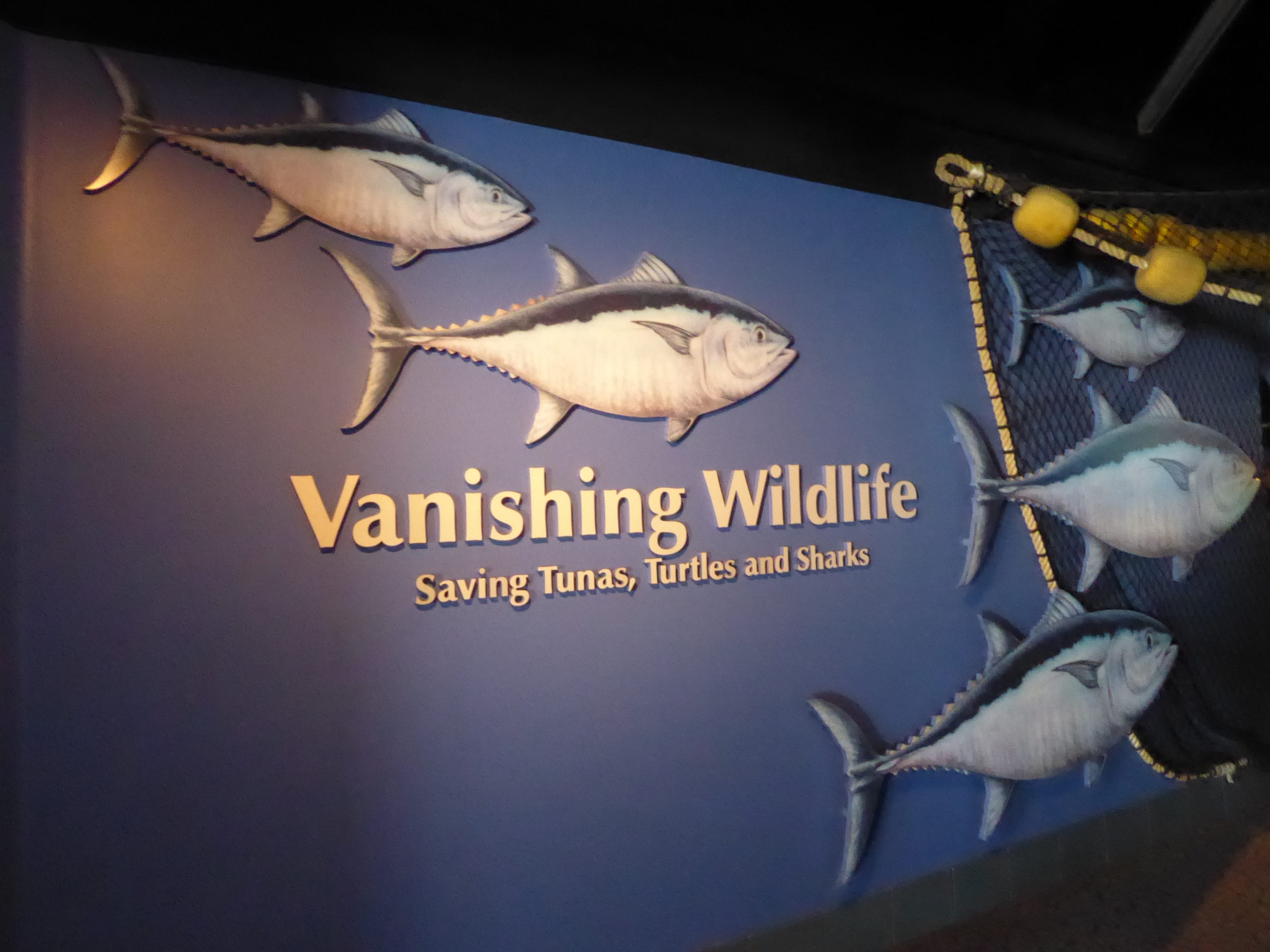 The permanent exhibition also tells the story of wildlife conservation